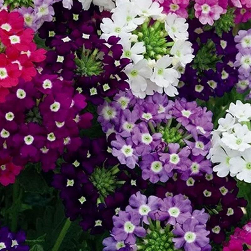 Verbena Cascading Mix Flower Punnet