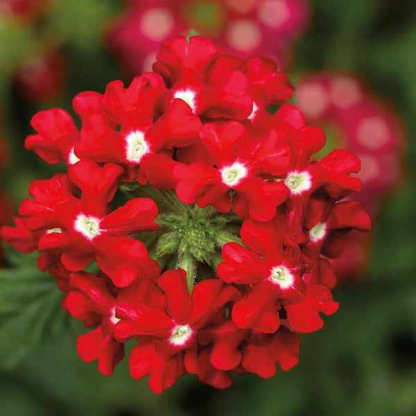 Verbena Cascading Scarlet Flower Punnet