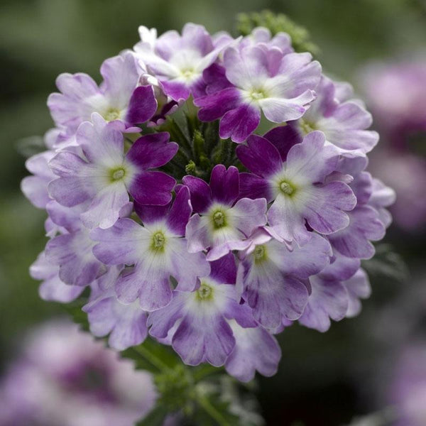 Verbena Cascading Twister Violet Flower Punnet