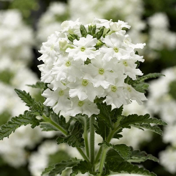Verbena Cascading White Flower Punnet