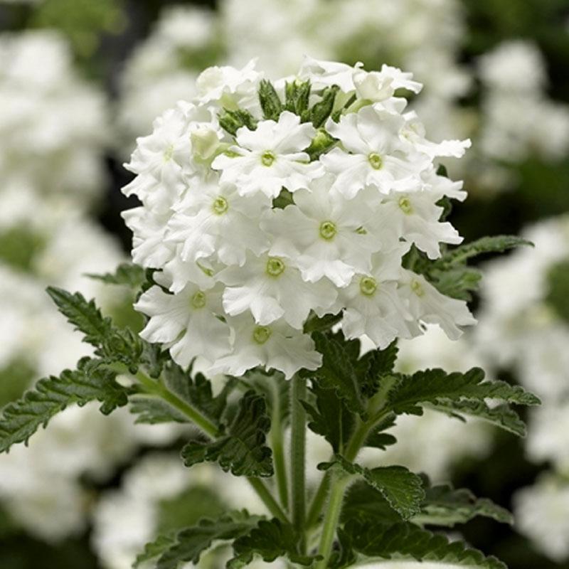 Verbena Cascading White Flower Punnet