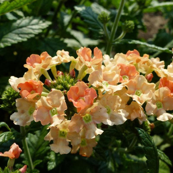 Verbena Seeds – Peaches And Cream Mix – 50 Fresh Seeds For Planting