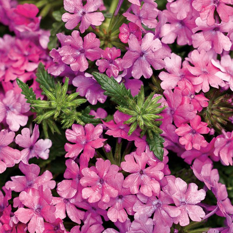 Verbena Pink Flower Punnet