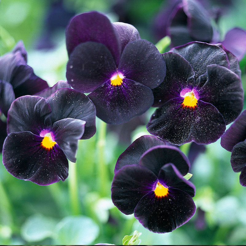Viola Black Delight Flower Punnet