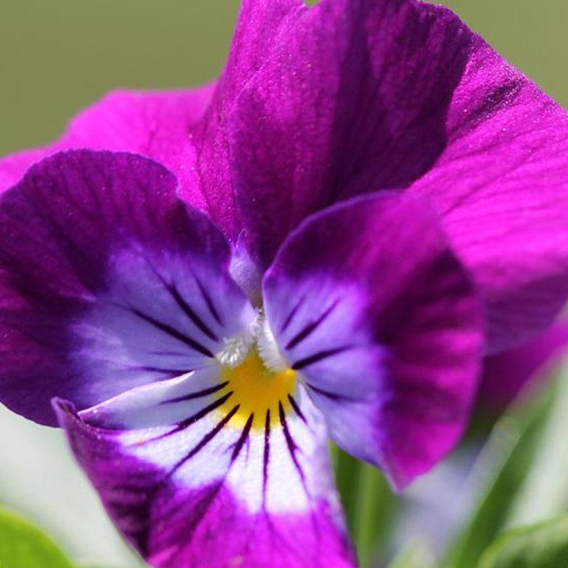 Viola Blackberry Cream Flower Punnet