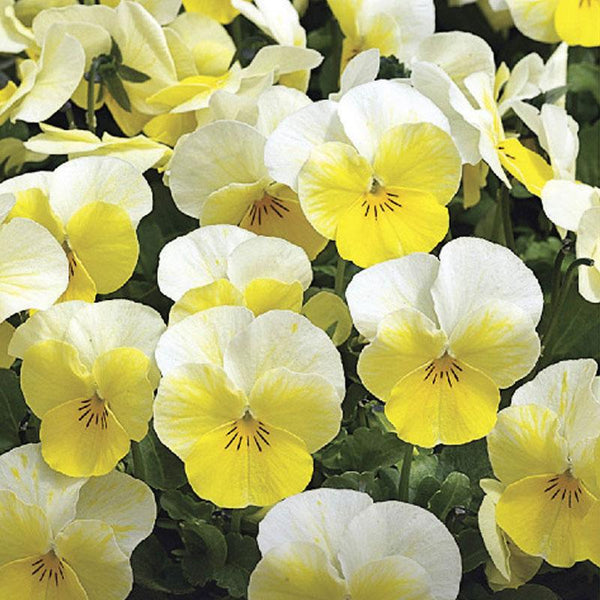 Viola Cream And Yellow Flower Punnet