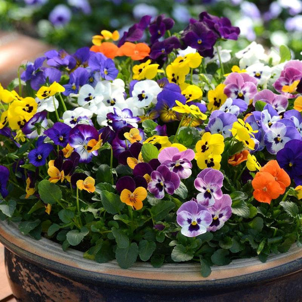 Viola Mix Flower Punnet