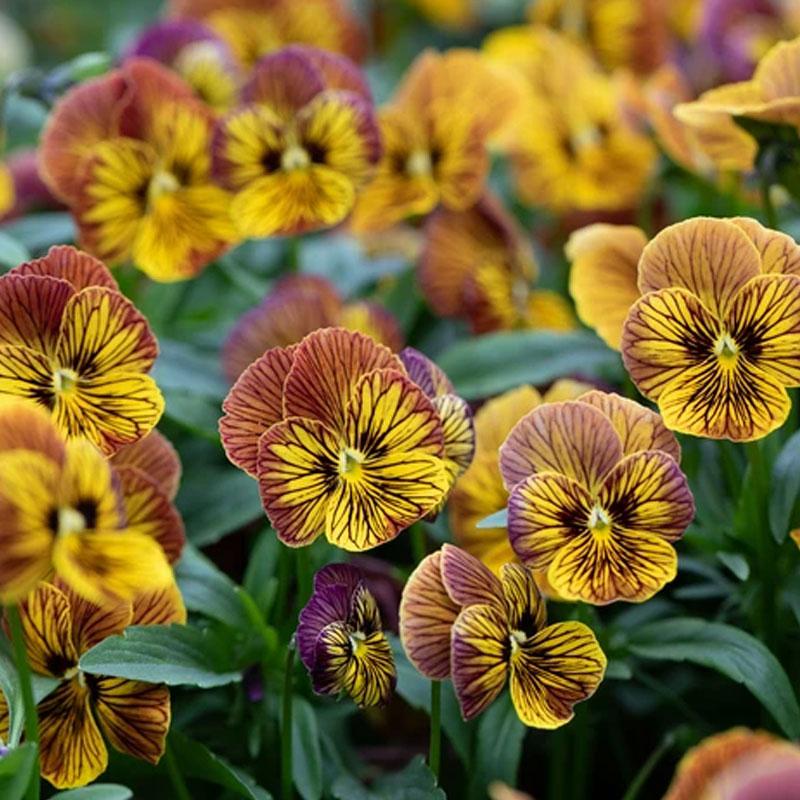 Viola Tiger Red Yellow Flower Punnet