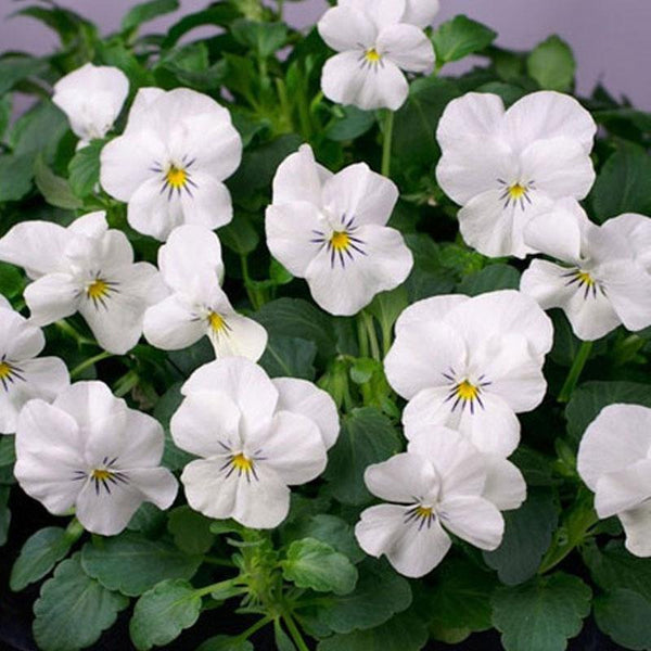 Viola White Flower Punnet