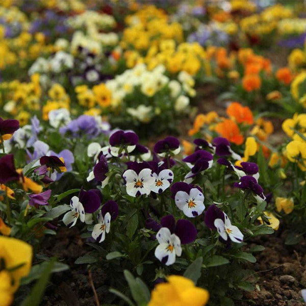 Viola Edible Flower - 10CM