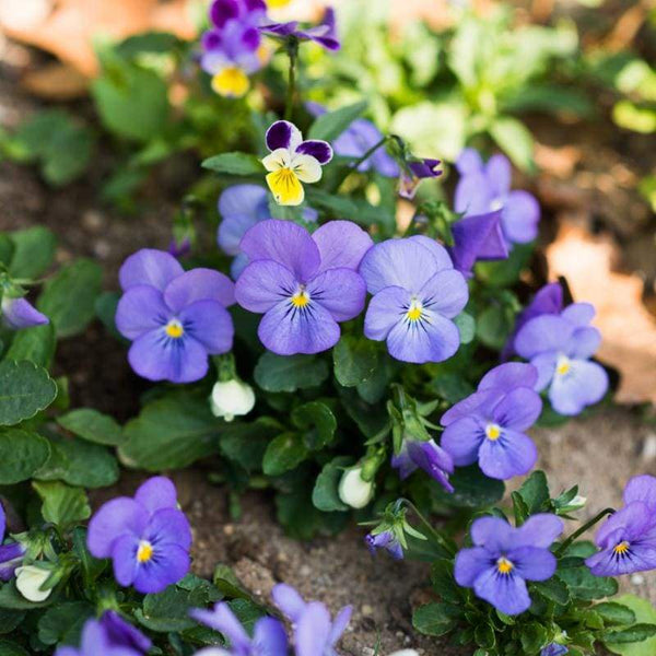 Viola Yesterday, Today And Tomorrow Flower Punnet