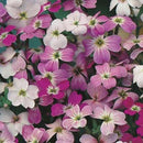 Virginian Stock Finest Mixed Seed