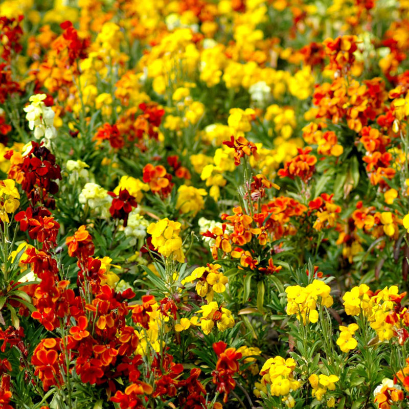 Wallflower Mix Flower Punnet