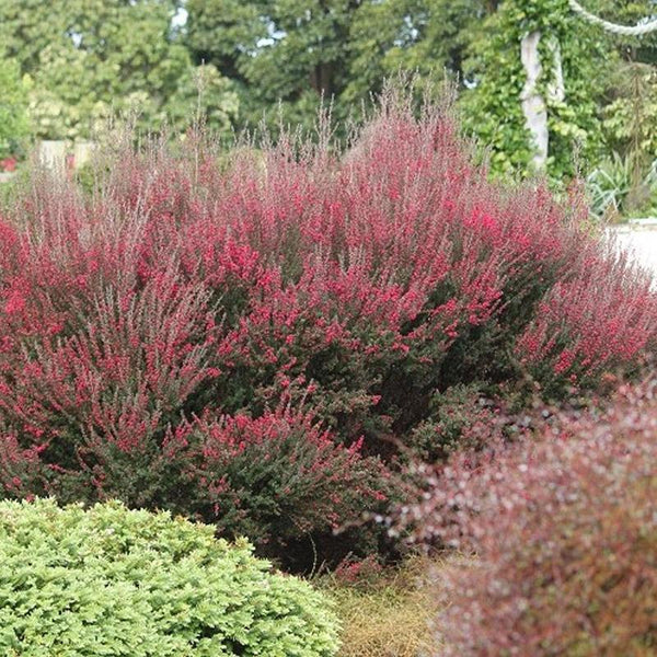 Leptospermum Wiri Joan - 3.3L