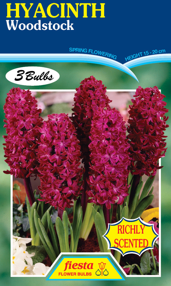 Hyacinth Woodstock 3PK