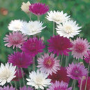 Xeranthemum Mixed Seed