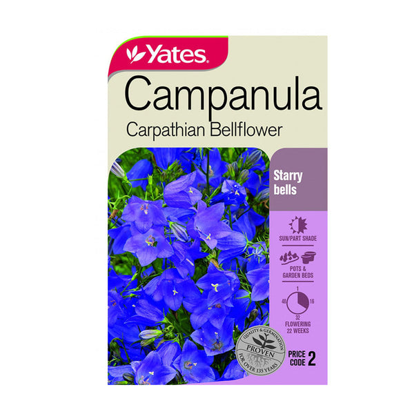 Campanula Carpanthian Bellflower