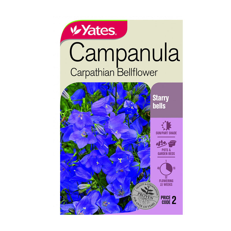 Campanula Carpanthian Bellflower