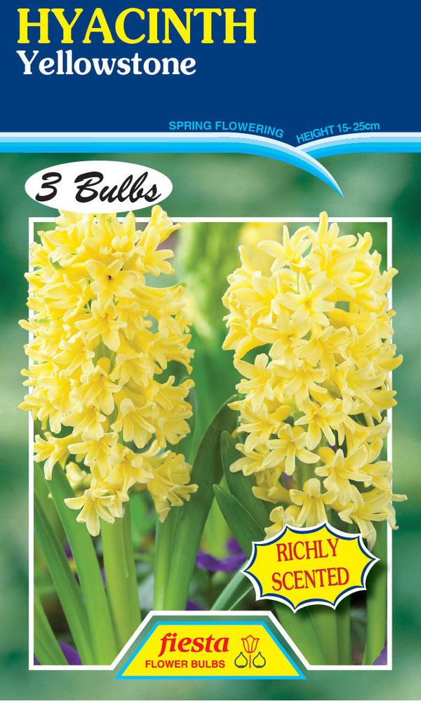 Hyacinth Yellowstone 3PK