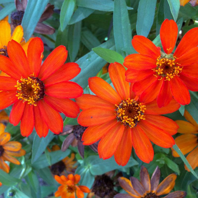 Zinnia Fire Flower Punnet