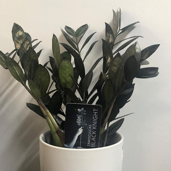 black knight zz plant Black Zamioculcas