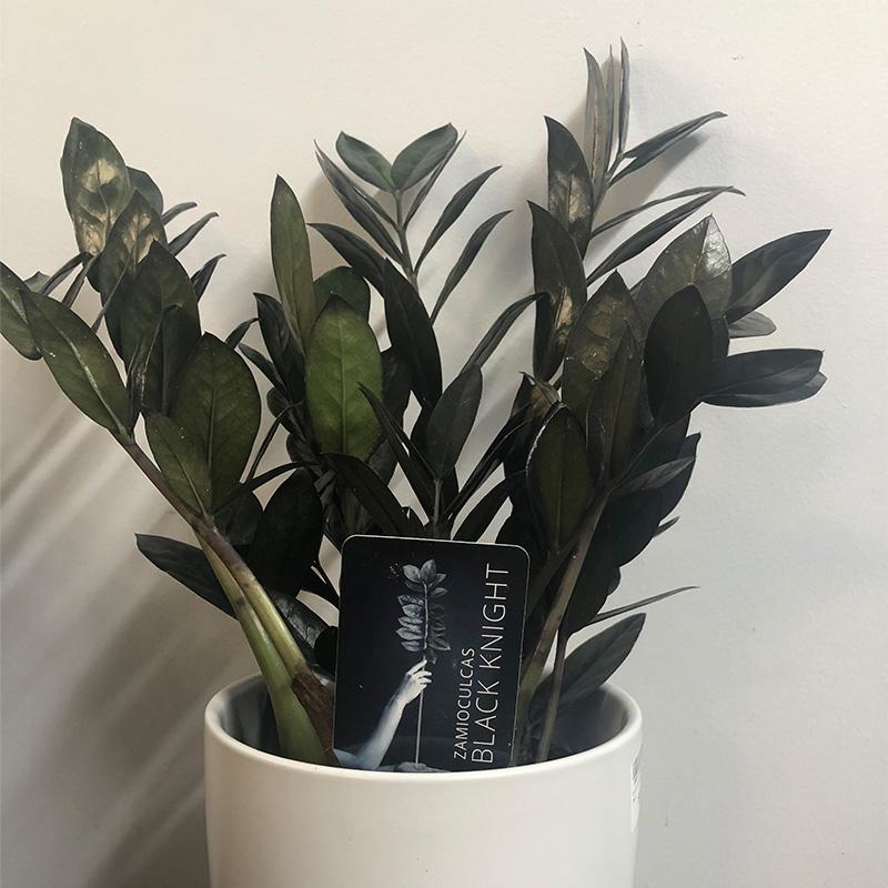 Black Zamioculcas - 14cm