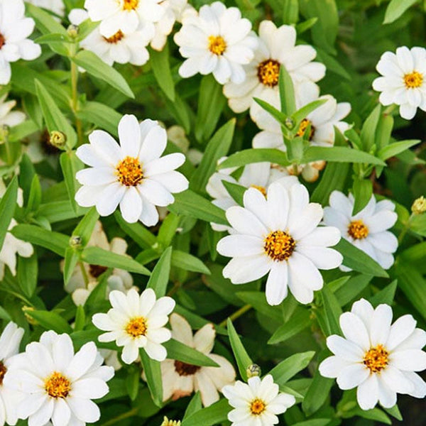 Zinnia White Flower Punnet