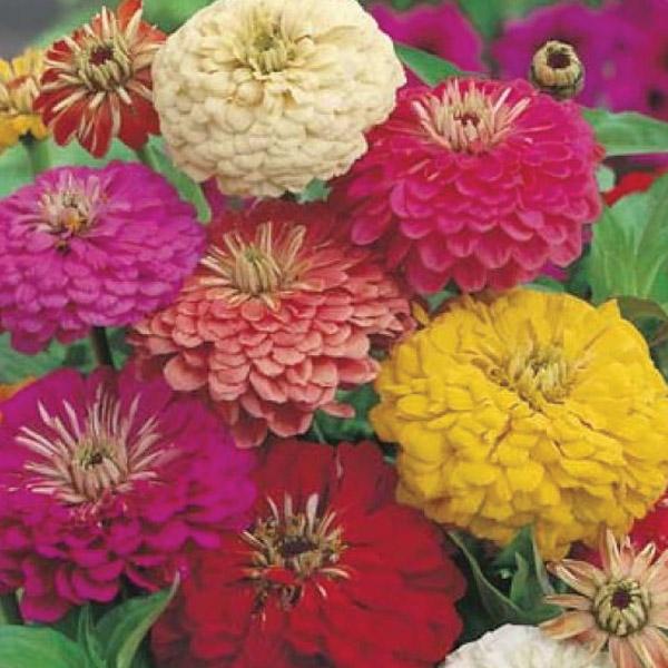 Zinnia Early Wonder Mixed Seed