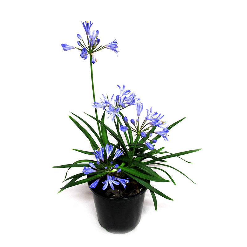 Agapanthus Baby Pete - 1.9L