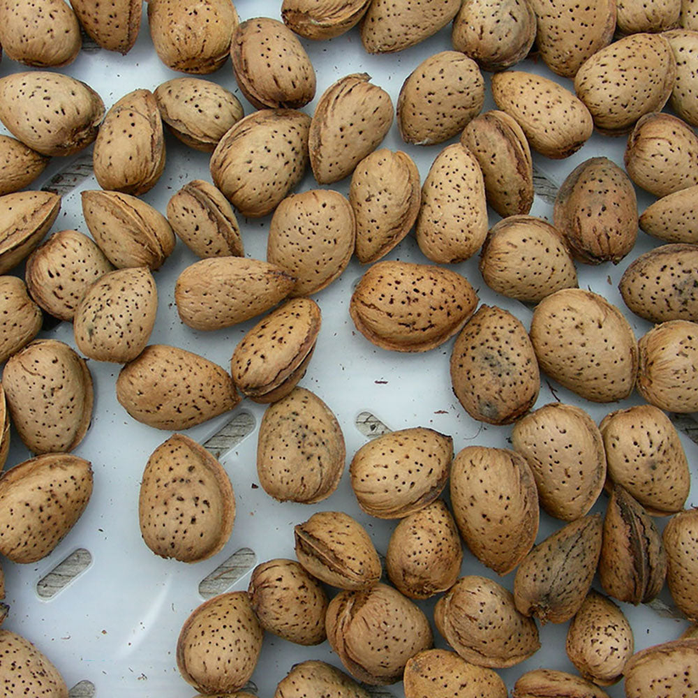 Almongd Almond All-In-One