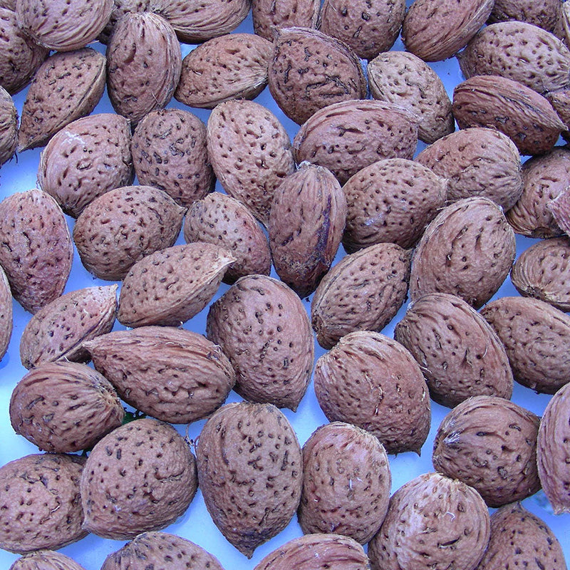 Almond Monovale