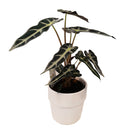 Alocasia Bambino - 12CM