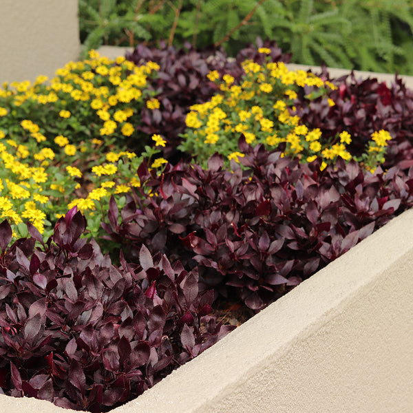 Alternanthera Choco Chili - 1.5L