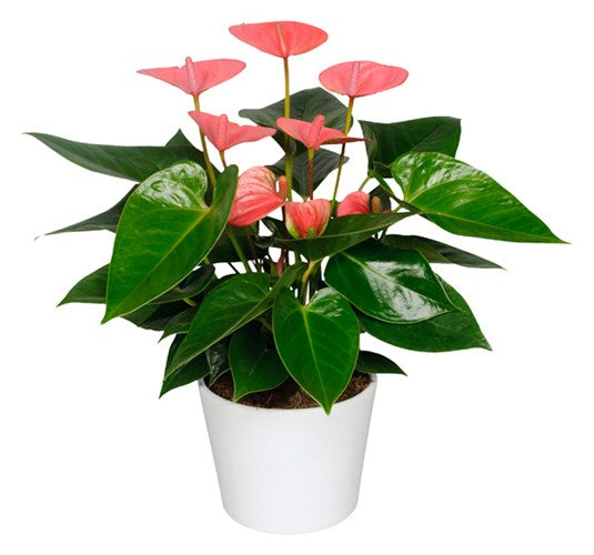 Anthurium In Ceramic Pot - 9CM