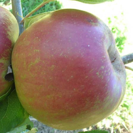 Apple Belle de Boskoop (MM106-Semi Dwarf)