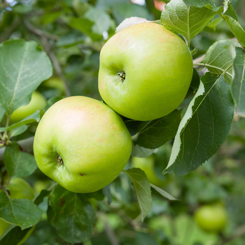 Apple Bramleys Seedling (Dwarf)