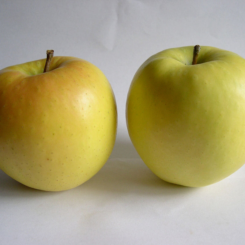 Apple Golden Delicious (Dwarf)