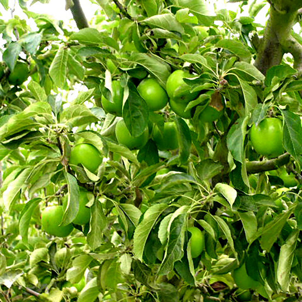 Apple Granny Smith (Dwarf)