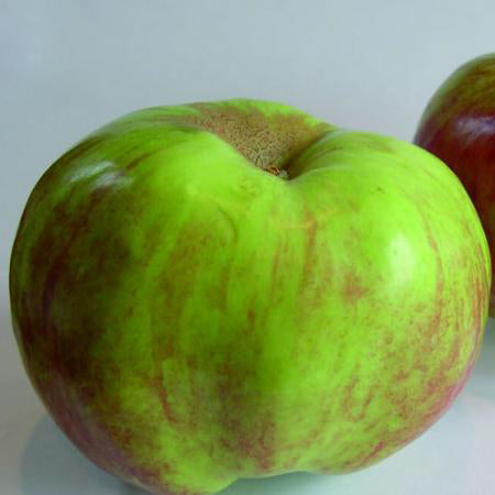 Apple Oratia Beauty (Gravenstein) (Dwarf)