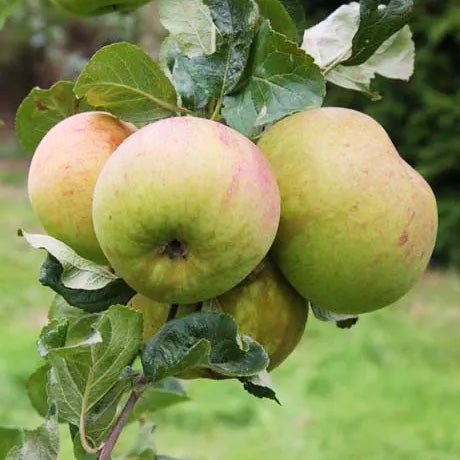 Apple Peasgood Nonsuch (Dwarf)