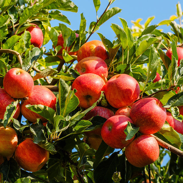 Apple Royal Gala (Dwarf)