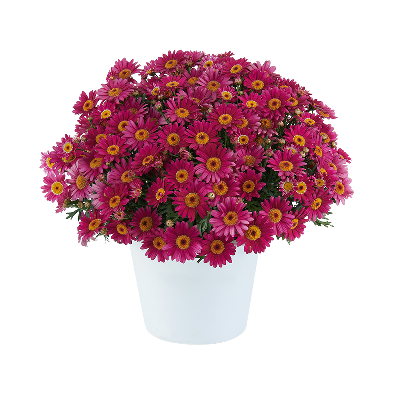 Argyranthemum Lollies Berry Gummy - 2.5L