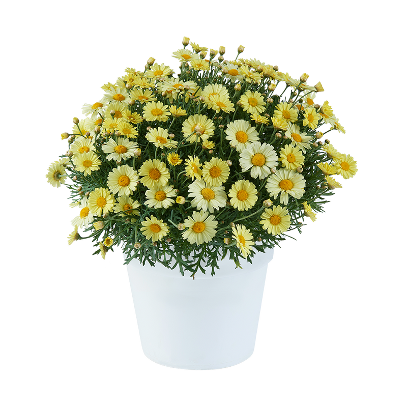 Argyranthemum Lollies Buttermint - 2.5L