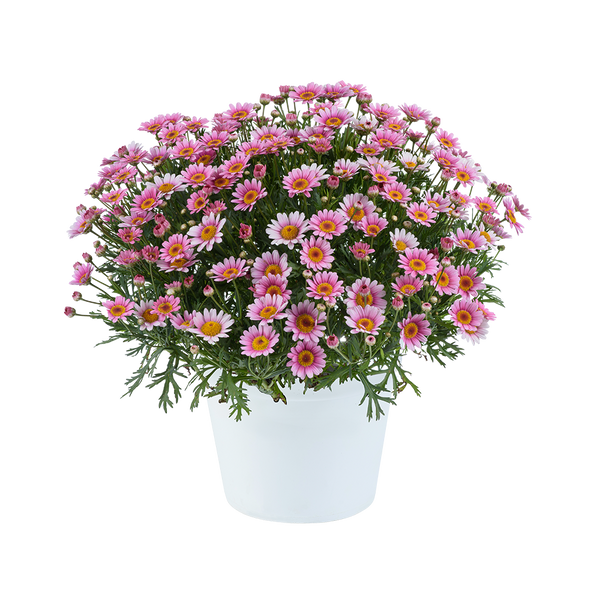 Argyranthemum Lollies Marshmellow - 2.5L