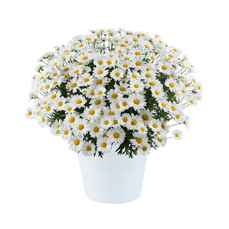 Argyranthemum Lollies White Chocolate - 2.5L