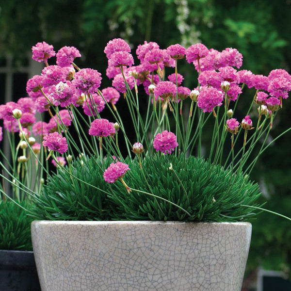 Armeria Pretty Petite - 1.5L