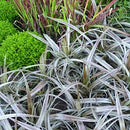 Astelia Westland - 1.9L