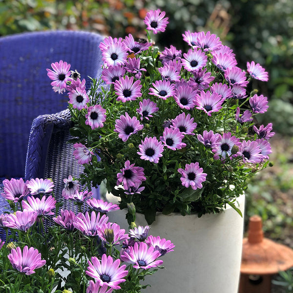 Cape Daisy Sideshow Bi Colour Pink - 1.5L