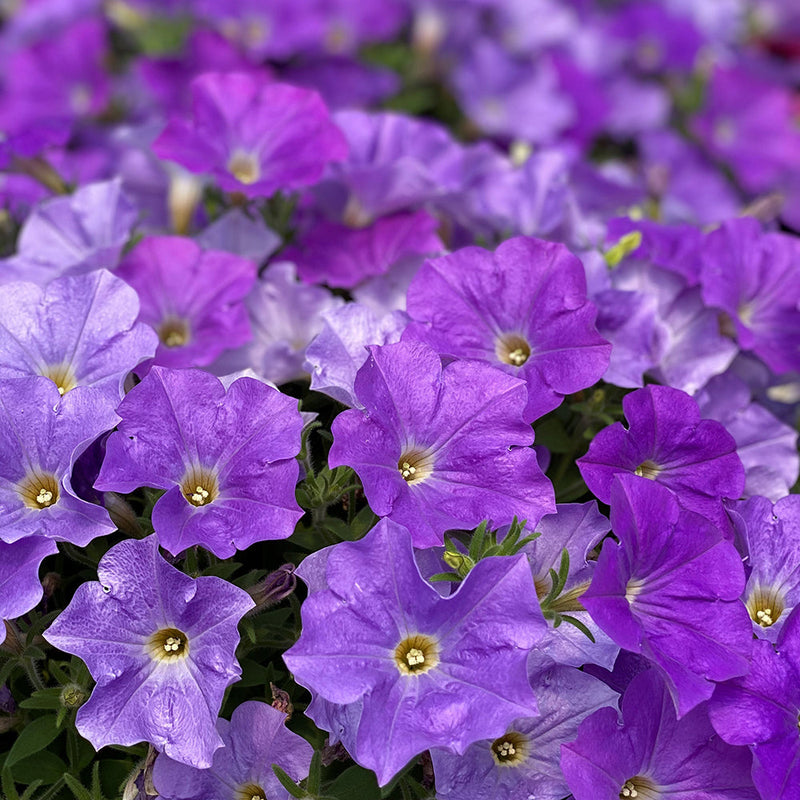 Petunia Hells Blue Sky - 1.5L