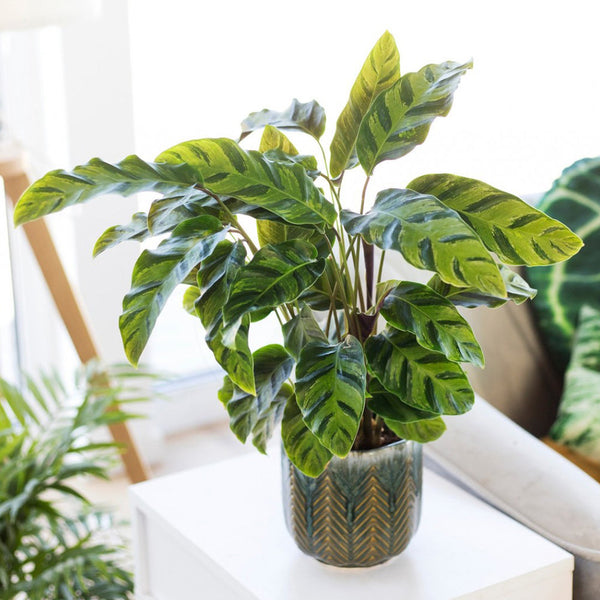 Calathea Greenstar - 14CM